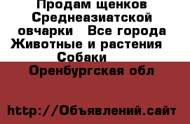 Продам щенков Среднеазиатской овчарки - Все города Животные и растения » Собаки   . Оренбургская обл.